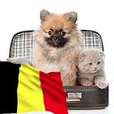 Transport Animale Belgia